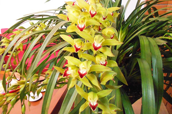 3 loại hoa lan đắt xắt ra miếng những nhà có tiền hay chọn mua dịp Tết-3