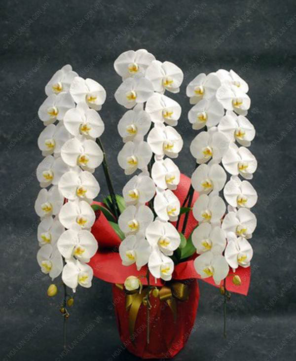 3 loại hoa lan đắt xắt ra miếng những nhà có tiền hay chọn mua dịp Tết-5