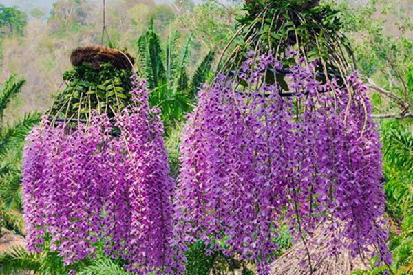 Mãn nhãn dàn lan hồ điệp bạc tỷ ở Hà Nội, đại gia đua nhau dốc ví mua về chơi Tết-16