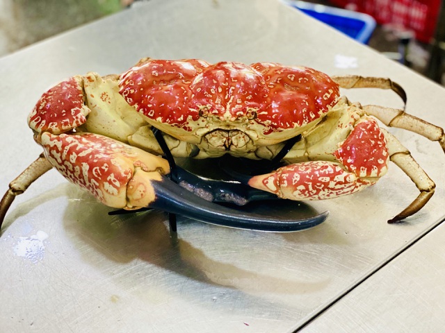 Cua biển khổng lồ giá chục triệu đồng/con, đại gia không tiếc mua về ăn-2