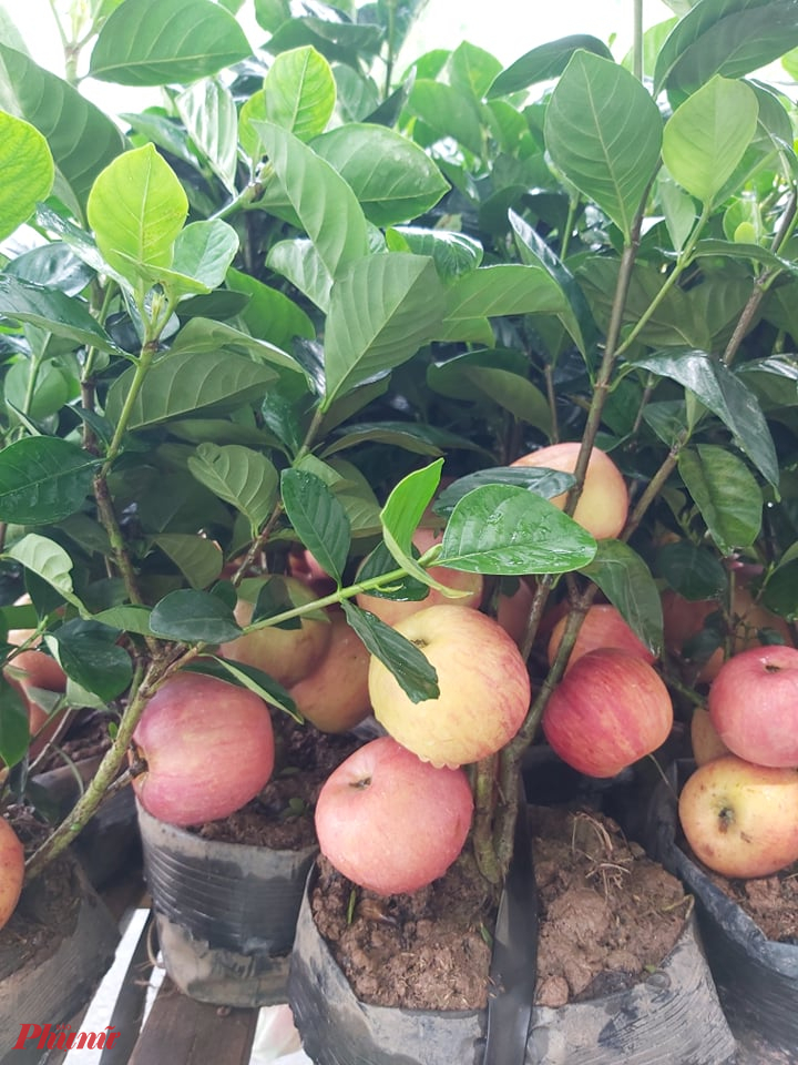 Tưởng giống táo lùn siêu trái, nhiều người mua phải táo gắn lên cây dành dành-4