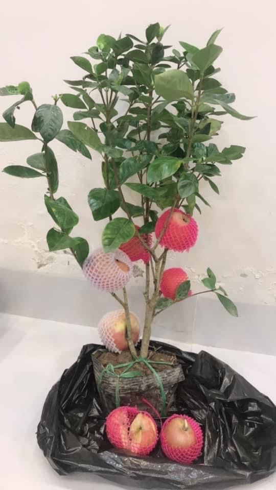 Tưởng giống táo lùn siêu trái, nhiều người mua phải táo gắn lên cây dành dành-5