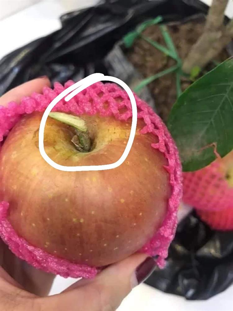 Tưởng giống táo lùn siêu trái, nhiều người mua phải táo gắn lên cây dành dành-6