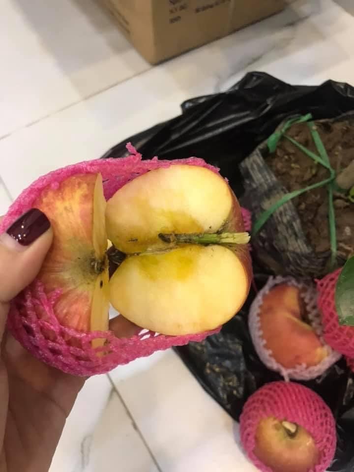 Tưởng giống táo lùn siêu trái, nhiều người mua phải táo gắn lên cây dành dành-7