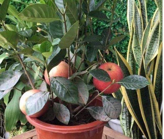 Tưởng giống táo lùn siêu trái, nhiều người mua phải táo gắn lên cây dành dành-8