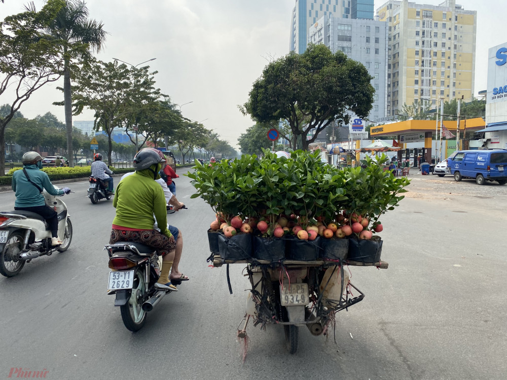 Tưởng giống táo lùn siêu trái, nhiều người mua phải táo gắn lên cây dành dành-9