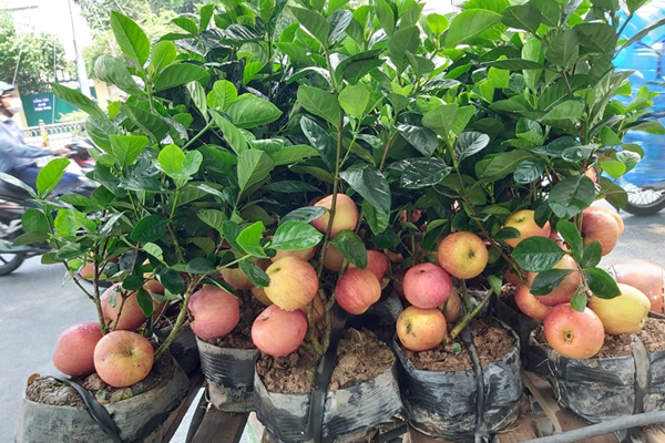 Loại táo Trung Quốc siêu lạ, giá đắt đỏ vẫn ‘cháy hàng’-4