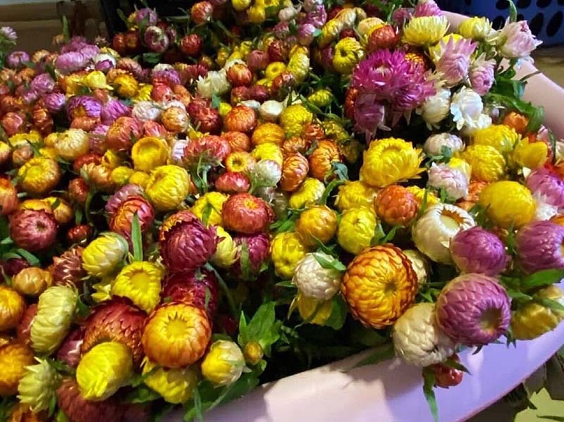 Hoa cúc lạ chết khô vẫn không tàn: Hàng Tàu chơi Tết Tân Sửu-3