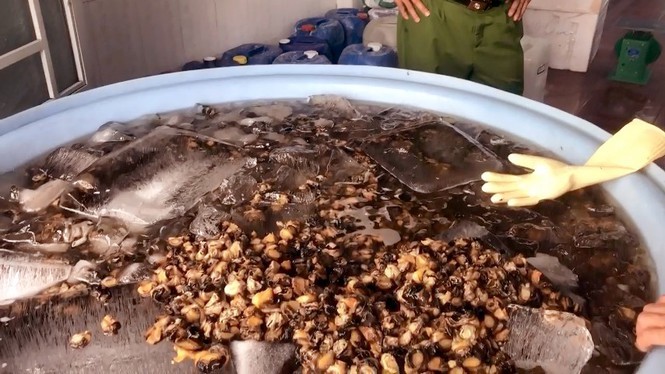Đột kích cơ sở mỗi ngày tuồn hàng tấn ốc ngậm hóa chất ra thị trường-2