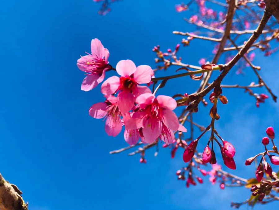 Mẹ lập di chúc tặng nhà 7 tỷ cho con trai nhưng đau ốm lại tìm đến con gái-1