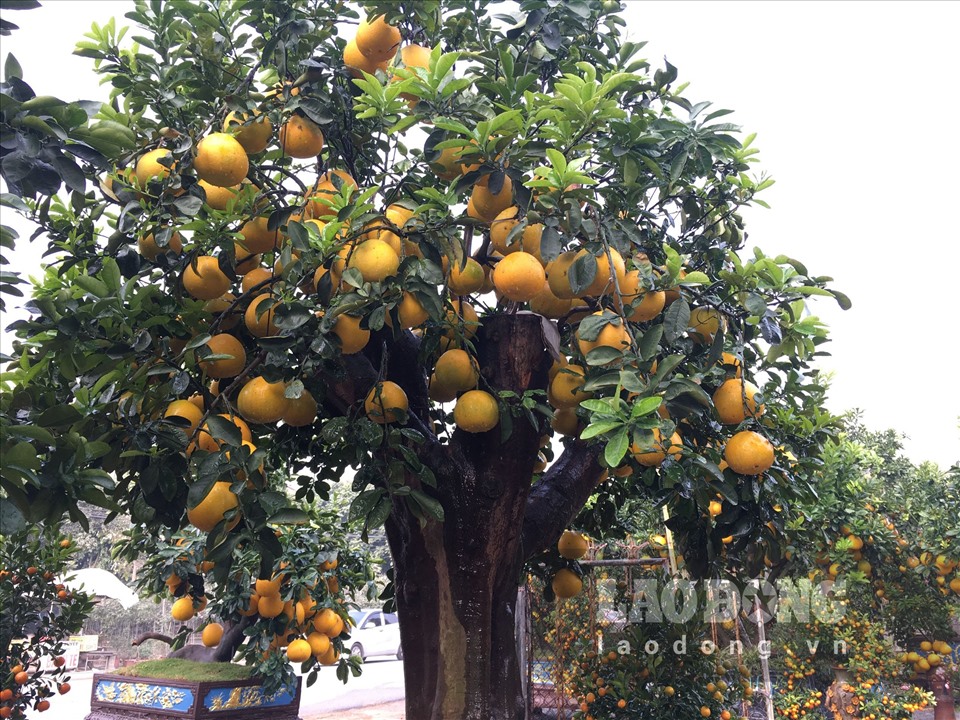Ngắm cây bưởi cổ được trả giá 300 triệu đồng vẫn không bán tại Hưng Yên-3