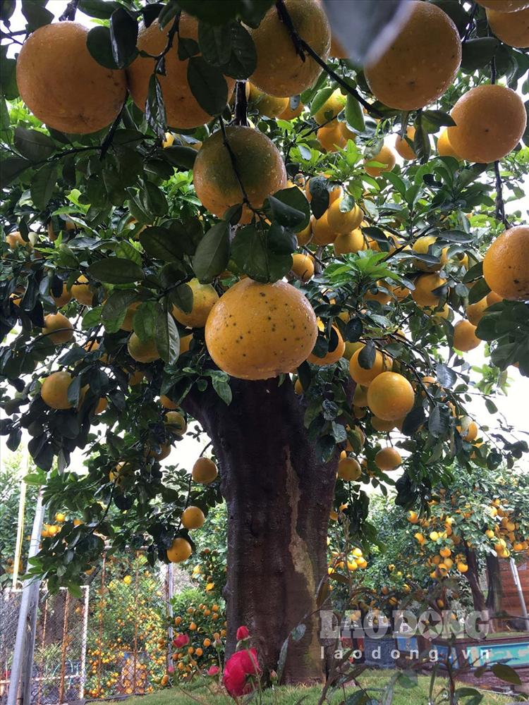Ngắm cây bưởi cổ được trả giá 300 triệu đồng vẫn không bán tại Hưng Yên-5