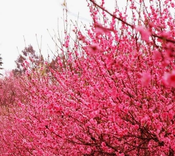 Cuối tháng 1, 4 con giáp được sao may mắn chiếu mệnh, tài lộc vượng phát, cuộc sống tràn ngập niềm vui-1