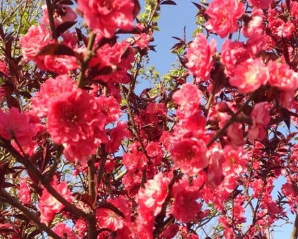 Cuối tháng 1, 4 con giáp được sao may mắn chiếu mệnh, tài lộc vượng phát, cuộc sống tràn ngập niềm vui-2