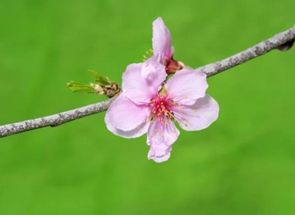 Cuối tháng 1, 4 con giáp được sao may mắn chiếu mệnh, tài lộc vượng phát, cuộc sống tràn ngập niềm vui-4