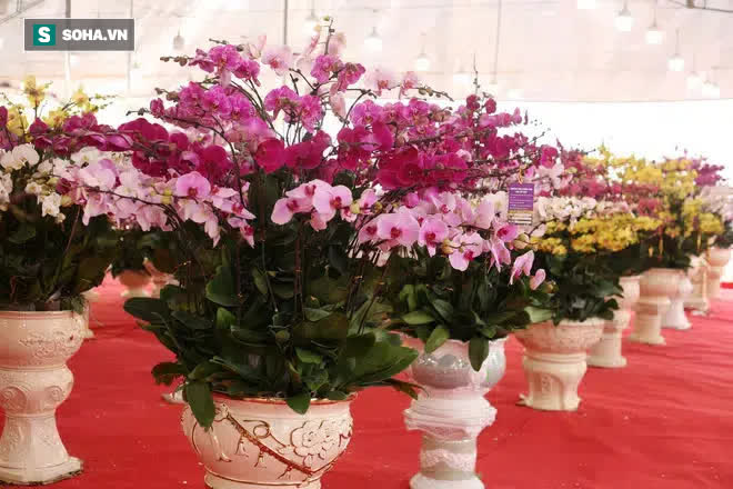 Mãn nhãn dàn lan hồ điệp bạc tỷ ở Hà Nội, đại gia đua nhau dốc ví mua về chơi Tết-1