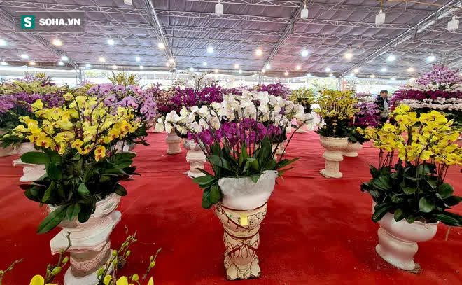 Mãn nhãn dàn lan hồ điệp bạc tỷ ở Hà Nội, đại gia đua nhau dốc ví mua về chơi Tết-3