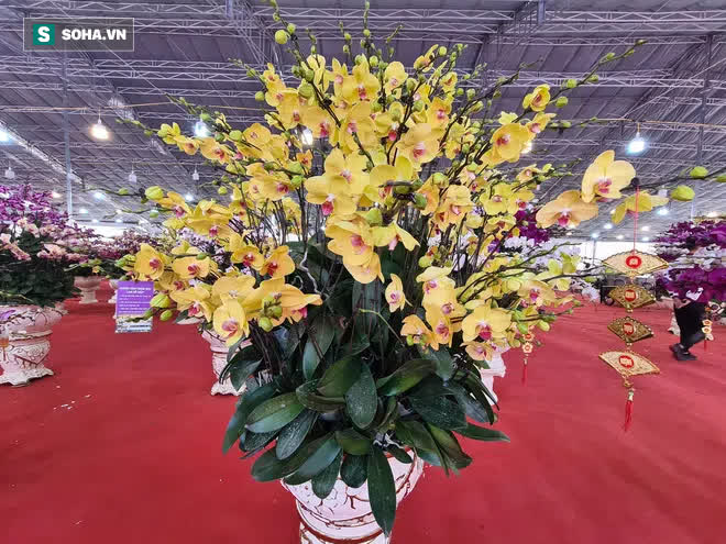 Mãn nhãn dàn lan hồ điệp bạc tỷ ở Hà Nội, đại gia đua nhau dốc ví mua về chơi Tết-4