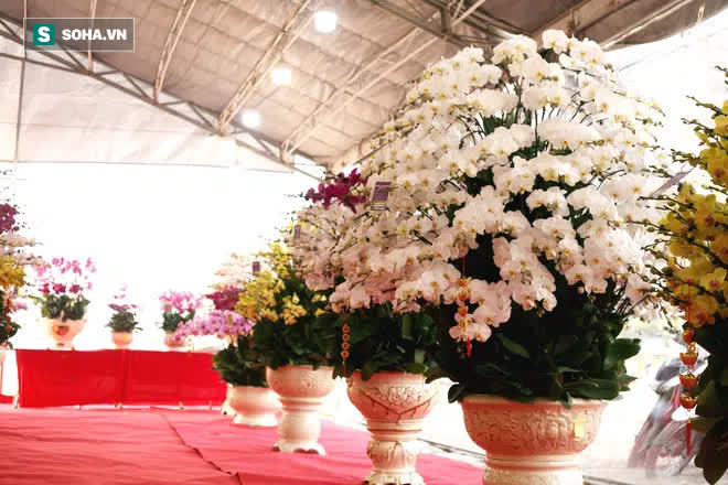 Mãn nhãn dàn lan hồ điệp bạc tỷ ở Hà Nội, đại gia đua nhau dốc ví mua về chơi Tết-5