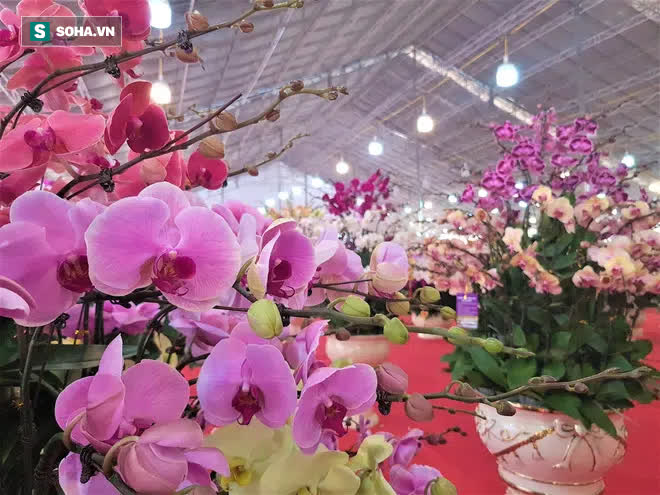 Mãn nhãn dàn lan hồ điệp bạc tỷ ở Hà Nội, đại gia đua nhau dốc ví mua về chơi Tết-6