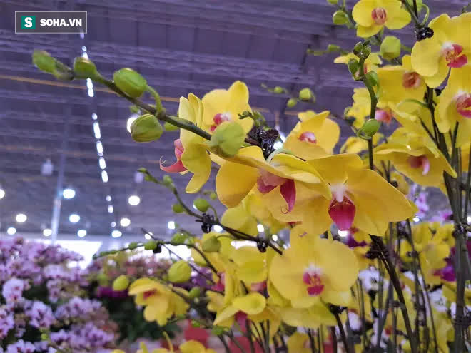 Mãn nhãn dàn lan hồ điệp bạc tỷ ở Hà Nội, đại gia đua nhau dốc ví mua về chơi Tết-7