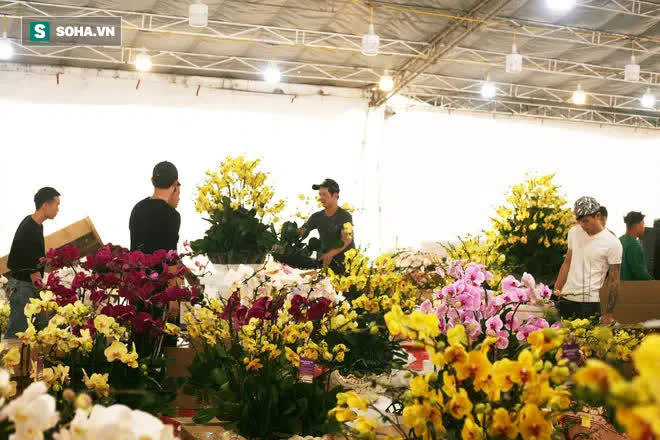 Mãn nhãn dàn lan hồ điệp bạc tỷ ở Hà Nội, đại gia đua nhau dốc ví mua về chơi Tết-8