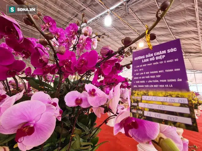 Mãn nhãn dàn lan hồ điệp bạc tỷ ở Hà Nội, đại gia đua nhau dốc ví mua về chơi Tết-10