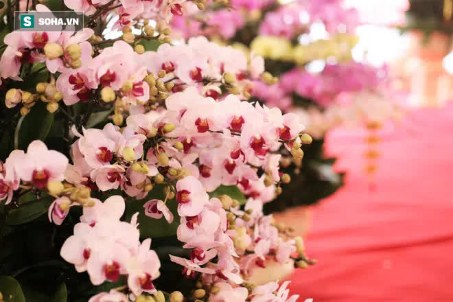 Mãn nhãn dàn lan hồ điệp bạc tỷ ở Hà Nội, đại gia đua nhau dốc ví mua về chơi Tết-11