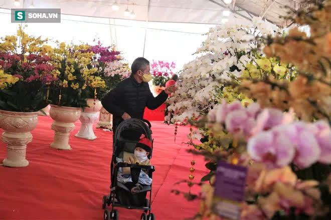 Mãn nhãn dàn lan hồ điệp bạc tỷ ở Hà Nội, đại gia đua nhau dốc ví mua về chơi Tết-14