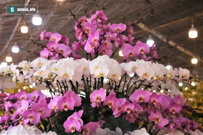 Mãn nhãn dàn lan hồ điệp bạc tỷ ở Hà Nội, đại gia đua nhau dốc ví mua về chơi Tết-9