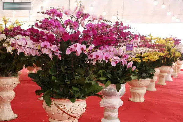 Hoa lan hồ điệp giá trăm triệu tấp nập xuống phố phục vụ đại gia chơi Tết-13