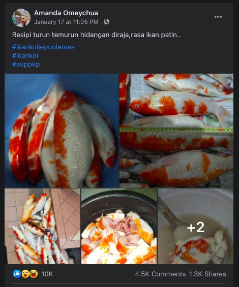 Cô gái Malaysia bị chỉ trích vì nấu súp đàn cá Koi-2