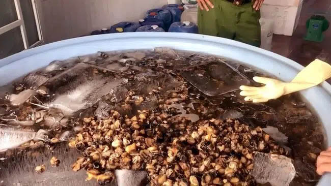 Cận Tết, 1.3 tấn thịt ốc ngâm hóa chất bị phanh phui: Chuyên gia khuyến cáo những điều cực QUAN TRỌNG khi ăn ốc-1