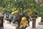 Vạn tuế bonsai mini chơi Tết giá chục triệu đồng ở Hà Nội-12