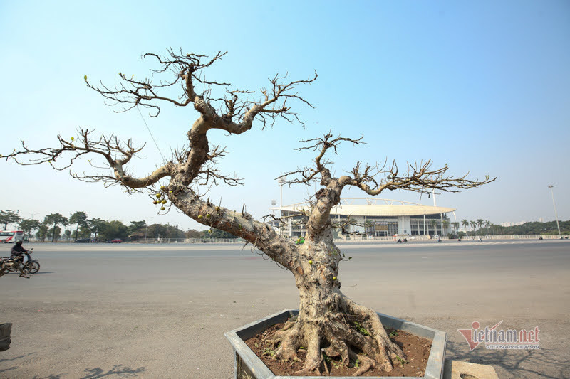 Chậu sung trăm tuổi trụi lá, hét giá 200 triệu ở Hà Nội-1