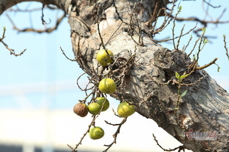 Chậu sung trăm tuổi trụi lá, hét giá 200 triệu ở Hà Nội-2