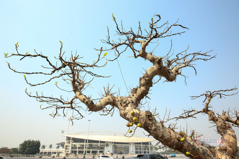 Chậu sung trăm tuổi trụi lá, hét giá 200 triệu ở Hà Nội-3