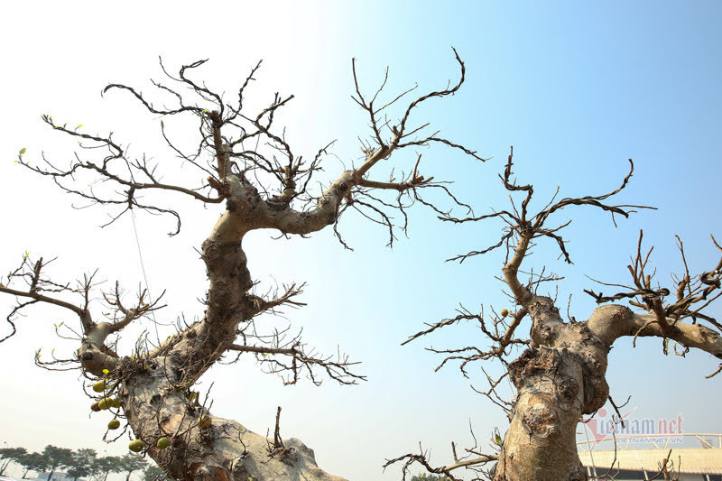 Chậu sung trăm tuổi trụi lá, hét giá 200 triệu ở Hà Nội-4