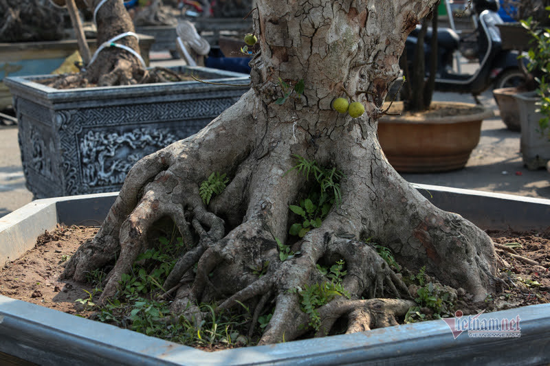 Chậu sung trăm tuổi trụi lá, hét giá 200 triệu ở Hà Nội-5