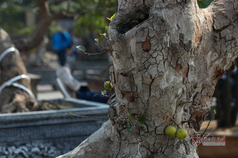 Chậu sung trăm tuổi trụi lá, hét giá 200 triệu ở Hà Nội-6