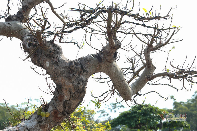 Chậu sung trăm tuổi trụi lá, hét giá 200 triệu ở Hà Nội-7