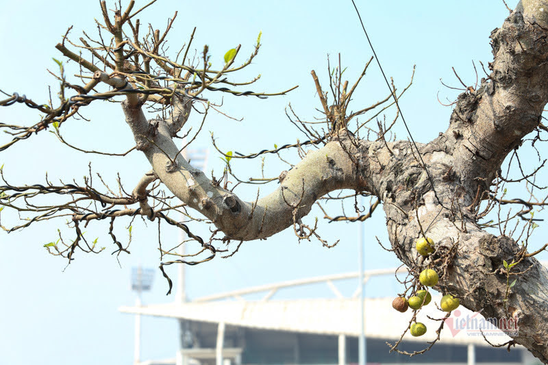 Chậu sung trăm tuổi trụi lá, hét giá 200 triệu ở Hà Nội-8
