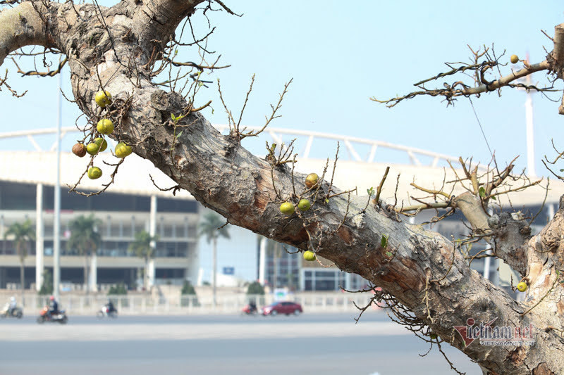 Chậu sung trăm tuổi trụi lá, hét giá 200 triệu ở Hà Nội-9