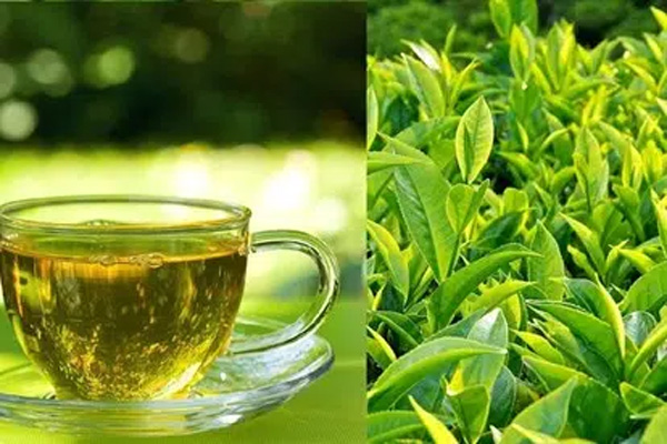 Mẹ bầu có được uống trà xanh không?-1