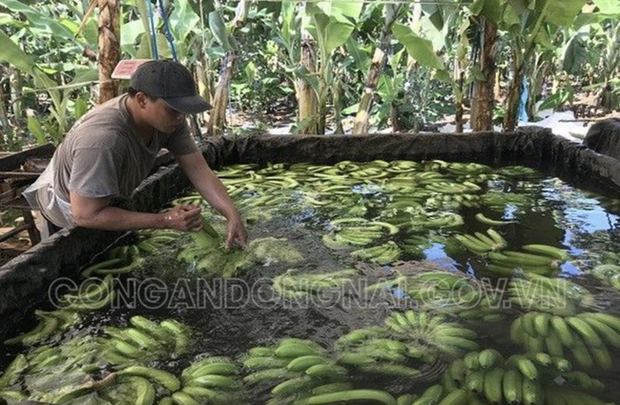 Phát hiện hơn 20 ngàn kg chuối ngâm nước, phun thuốc bảo quản không rõ nguồn gốc trước khi đưa đi tiêu thụ dịp Tết-1