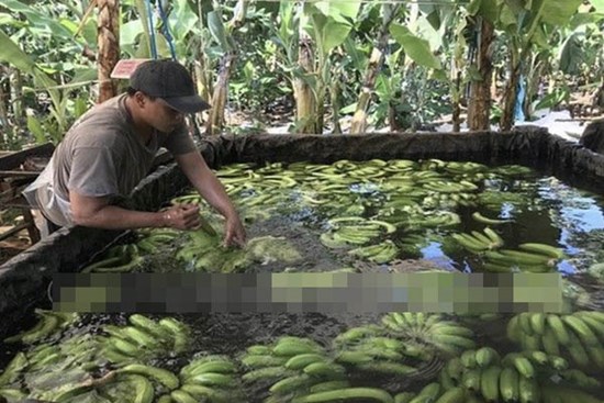 Phát hiện hơn 20 ngàn kg chuối ngâm nước, phun thuốc bảo quản không rõ nguồn gốc trước khi đưa đi tiêu thụ dịp Tết