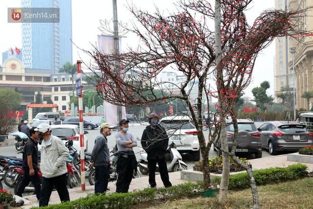 Hà Nội: Những cành đào rừng Sơn La được dán tem đầu tiên rủng rỉnh” xuống phố chờ khách mua về chơi Tết-1