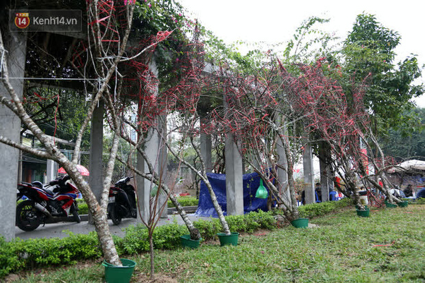 Hà Nội: Những cành đào rừng Sơn La được dán tem đầu tiên rủng rỉnh” xuống phố chờ khách mua về chơi Tết-2