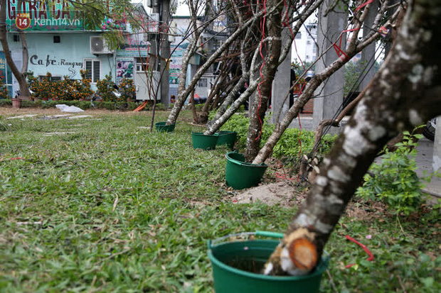 Hà Nội: Những cành đào rừng Sơn La được dán tem đầu tiên rủng rỉnh” xuống phố chờ khách mua về chơi Tết-3