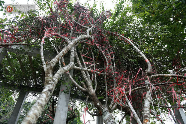 Hà Nội: Những cành đào rừng Sơn La được dán tem đầu tiên rủng rỉnh” xuống phố chờ khách mua về chơi Tết-6